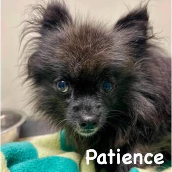 Patience -  Pomeranian Dog for Adoption in Spring Hill, Kansas - Patience | PetCurious