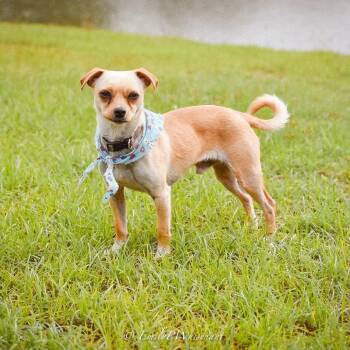 Chihuahua Dogs Available for Adoption in Tunica, Mississippi - Hank Jr  | PetCurious