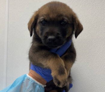 Rescue Rottweiler Dogs for Adoption in Hillside, Illinois - Linus CA | PetCurious