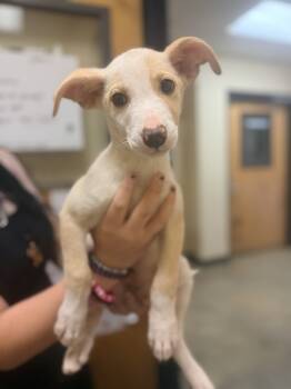 Rescue Terrier Dogs for Adoption in Corinth, Mississippi - Livvi 25D-360 | PetCurious