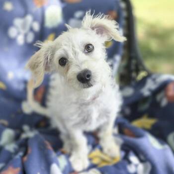 Linus -  Maltese and Terrier Dog for Adoption in Fairfield, Connecticut - Linus | PetCurious