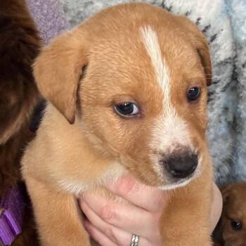 Mixed Breed Dogs Available for Adoption - Ceylon | PetCurious