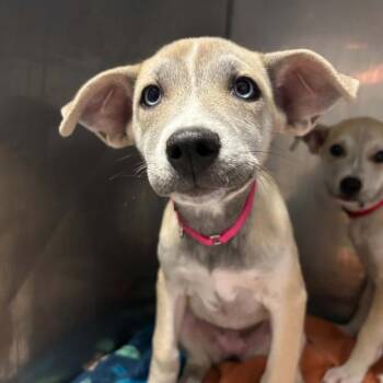 Ygritte -  Mixed Breed Dog for Adoption in West Olive, Michigan - Ygritte | PetCurious