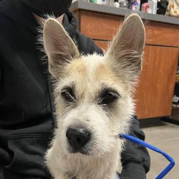 Carrie -  Terrier Dog for Adoption in Yuma, Arizona - Carrie | PetCurious