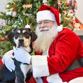 Rescue Shepherd Dogs for Adoption in Lancaster, South Carolina - Junior | PetCurious