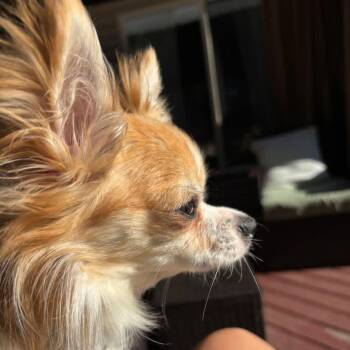 Boe -  Chihuahua Dog for Adoption in Buffalo, Minnesota - Boe | PetCurious