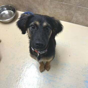 Barron -  Mixed Breed Dog for Adoption in Poplar Bluff, Missouri - Barron | PetCurious