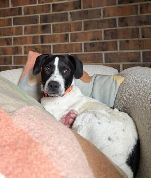 Border Collie Dogs Available for Adoption in Denver, Colorado - Carl #1 | PetCurious