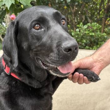 Rescue Labrador Retriever Dogs for Adoption in San Francisco, California - Blue | PetCurious