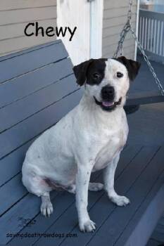 Chewy -  Boxer and Pit Bull Terrier Dog for Adoption in Topeka, Kansas - Chewy | PetCurious