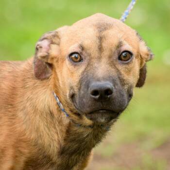 Rescue Hound Dogs for Adoption in Lambertville, New Jersey - Curtis | PetCurious