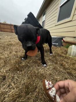 Rescue American Bulldog Dogs for Adoption in San Antonio, Texas - BEAR | PetCurious