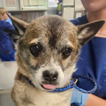 Chihuahua Dogs Available for Adoption in Greenville, South Carolina - Pawl | PetCurious