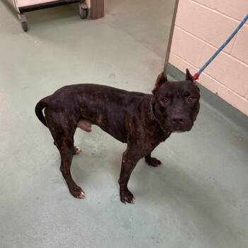 Rhino -  Mixed Breed Dog for Adoption in Memphis, Tennessee - Rhino | PetCurious