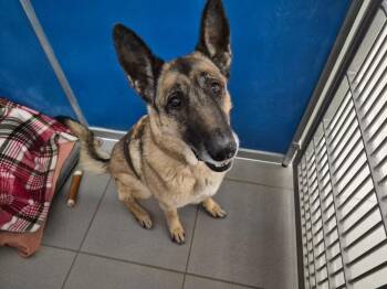 Kim -  Belgian Shepherd Malinois and German Shepherd Dog Dog for Adoption in Hays, Kansas - Kim | PetCurious