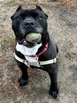 BUBBA -  Cane Corso and Mixed Breed Dog for Adoption in Dedham, Massachusetts - BUBBA | PetCurious