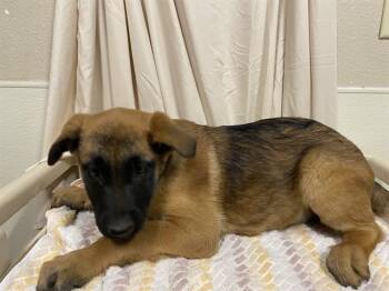 Belgian Shepherd Malinois Dogs Available for Adoption - A608032 | PetCurious