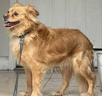 Dingo -  Chihuahua and Golden Retriever Dog for Adoption - Dingo | PetCurious