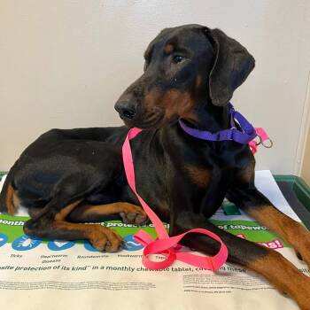 Doberman Pinscher Dogs Available for Adoption - Vader | PetCurious