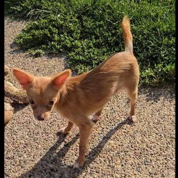Peaches -  Chihuahua Dog for Adoption in Rochester, Minnesota - Peaches | PetCurious