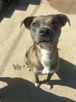 Catahoula Leopard Dog Dogs Available for Adoption - Empire | PetCurious