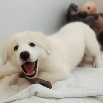 Shellie -  Great Pyrenees Dog for Adoption in Houston, Texas - Shellie | PetCurious