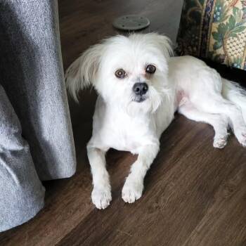 Ari -  Maltese Dog for Adoption in Douglas, Georgia - Ari | PetCurious