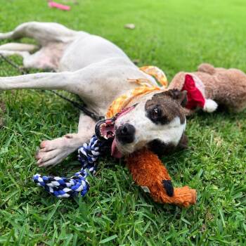 Chanel -  Terrier Dog for Adoption in Angleton, Texas - Chanel | PetCurious