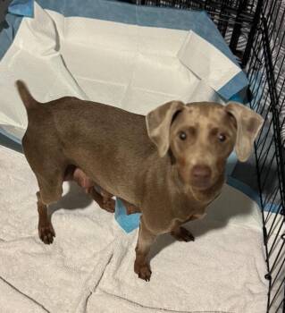 Rescue Miniature Pinscher Dogs for Adoption in Los Angeles, California - Minnie | PetCurious