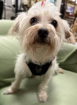Shih Tzu and Maltese Dogs Available for Adoption - Bolton | PetCurious
