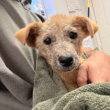 Marshette -  Mixed Breed Dog for Adoption in Columbia, South Carolina - Marshette | PetCurious