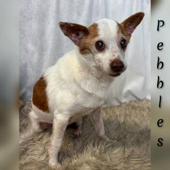 Mixed Breed Dogs Available for Adoption - Pebbles | PetCurious