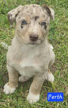 Australian Shepherd Dogs Available for Adoption in Alexander, Arkansas - Perth | PetCurious