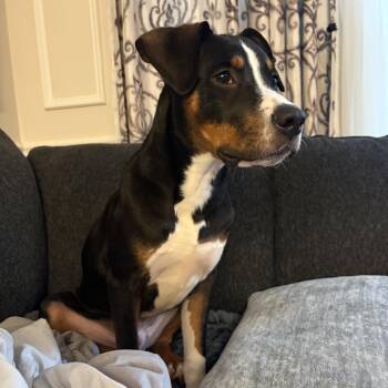 Hot Toddy -  Bernese Mountain Dog Dog for Adoption in Rockville, Maryland - Hot Toddy | PetCurious