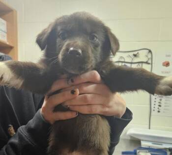 German Shepherd Dog and Labrador Retriever Dogs Available for Adoption in Pocatello, Idaho - Liffey 45879 | PetCurious