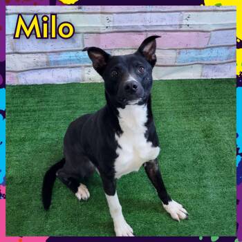 Rescue Mixed Breed Dogs for Adoption in Daingerfield, Texas - Milo | PetCurious