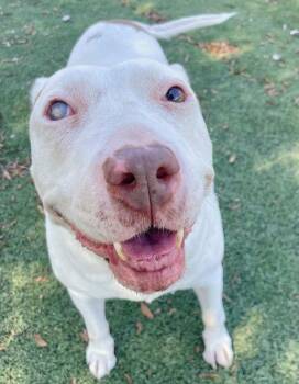 Rescue Mixed Breed Dogs for Adoption in Saint Marys, Ohio - Daisy Mae | PetCurious