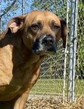 Rescue Boxer Dogs for Adoption in Glasgow, Kentucky - Olivia | PetCurious