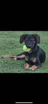 Little Miss -  German Shorthaired Pointer and Miniature Pinscher Dog for Adoption in New Haven, Connecticut - Little Miss | PetCurious