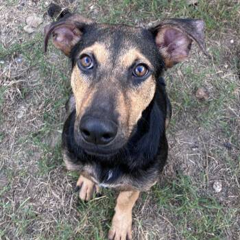 Oats -  Beagle Dog for Adoption in Houston, Texas - Oats | PetCurious