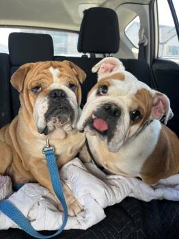 English Bulldog Dogs Available for Adoption - Chanel | PetCurious