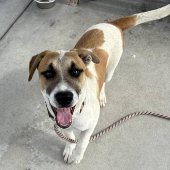 Bernie -  Pit Bull Terrier and Mixed Breed Dog for Adoption in Hawthorne, California - Bernie | PetCurious