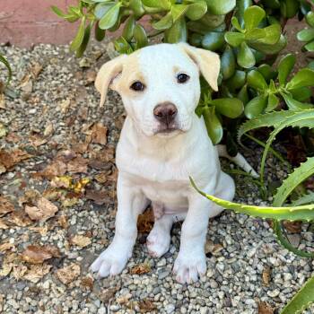 Pit Bull Terrier and Cattle Dog Dogs Available for Adoption in Los Gatos, California - Basil | PetCurious