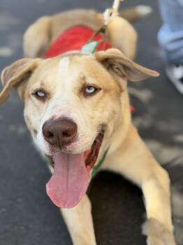 Jack Jack -  Husky Dog for Adoption in Frazier Park, California - Jack Jack | PetCurious