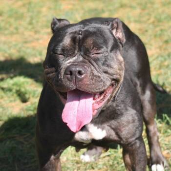 Enchantress -  Mixed Breed Dog Available for Adoption in Allentown, Pennsylvania - Enchantress | PetCurious