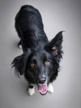 Nola -  Border Collie and Mixed Breed Dog Available for Adoption in Bowling Green, Kentucky - Nola | PetCurious