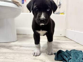 Boots -  Black Labrador Retriever and Great Dane Dog for Adoption in Los Angeles, California - Boots | PetCurious