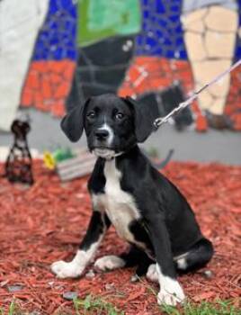 LINEN -  Boxer Dog for Adoption in Miami, Florida - LINEN | PetCurious