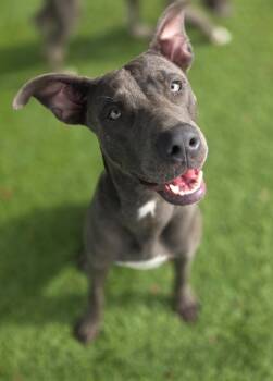 Rescue Labrador Retriever and Weimaraner Dogs for Adoption in Little Elm, Texas - Brie | PetCurious