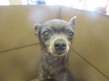 Chihuahua Dogs Available for Adoption - GERDY | PetCurious